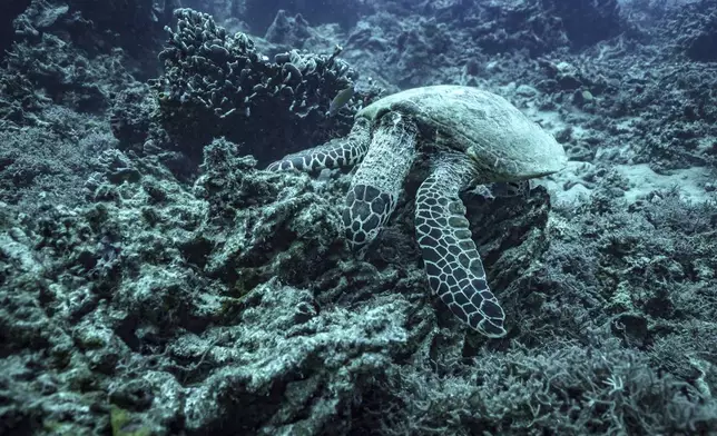 A sea turtle nibbles on what remains of the once vibrant reef at Havannah Harbour, off the coast of Efate Island, Vanuatu, on Sunday, July 20, 2025. (AP Photo/Annika Hammerschlag)