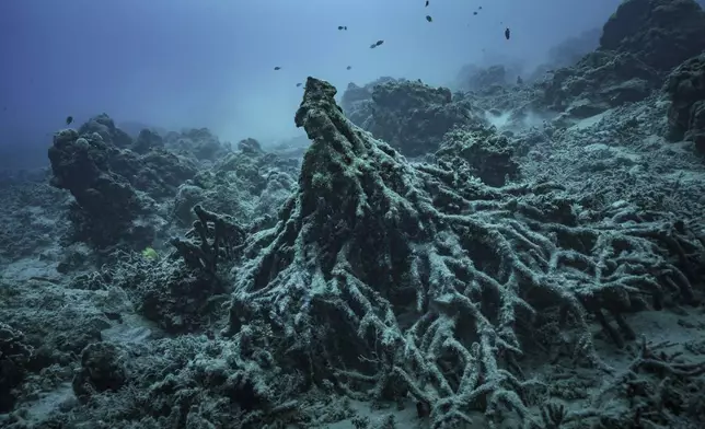 What remains of the "Tree of Life" on Sunday, July 20, 2025, is visible off the coast of Efate Island, Vanuatu, after being toppled by cyclones in 2023 and further damaged by an earthquake in 2024. (AP Photo/Annika Hammerschlag)