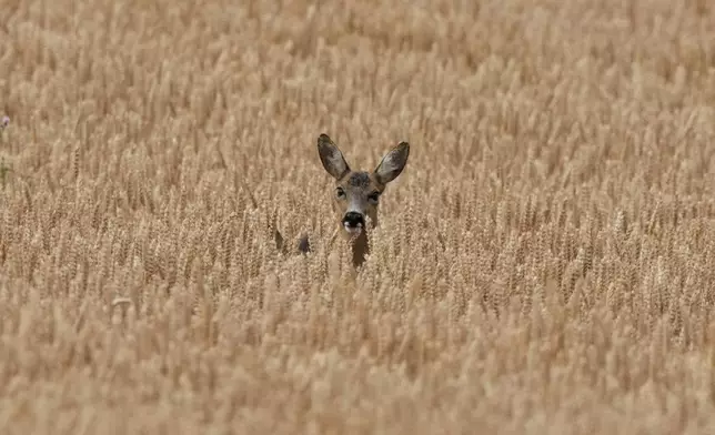 A deer and its baby stand in a cornfield in Neu-Anspach near Frankfurt, Germany, Tuesday, July 8, 2025. (AP Photo/Michael Probst)