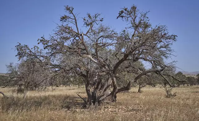 An argan tree, which has been affected by drought, stands in Essaouira, Morocco, Thursday, May 22, 2025. (AP Photo/Mosa'ab Elshamy)
