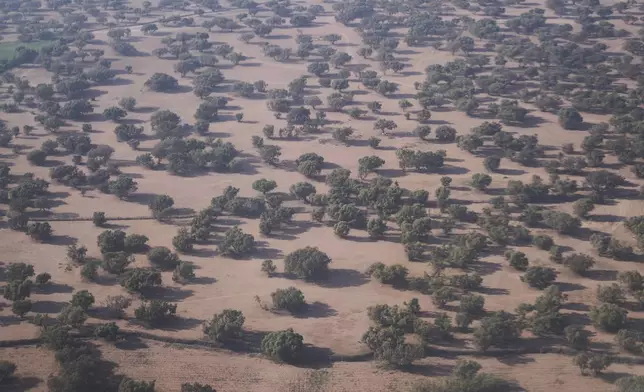 A forest of argan trees is visible in Agadir, Morocco, Wednesday, May 21, 2025. (AP Photo/Mosa'ab Elshamy)