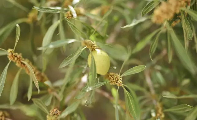 A fruit hangs on an argan tree, in Essaouira, Morocco, Thursday, May 22, 2025. (AP Photo/Mosa'ab Elshamy)