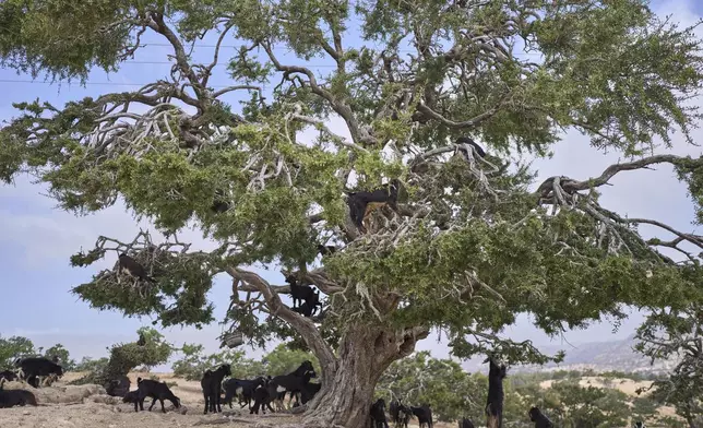 Goats climb and feed on an argan tree in Essaouira, Morocco, Thursday, May 22, 2025. (AP Photo/Mosa'ab Elshamy)