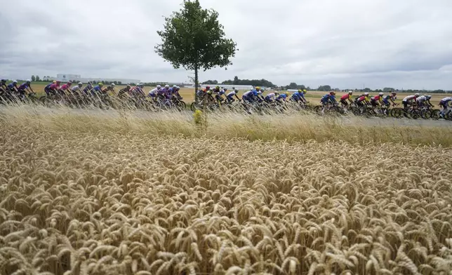 The pack rides past a field of wheat during the third stage of the Tour de France cycling race over 178.3 kilometers (110.8 miles) with start in Valenciennes and finish in Dunkerque, France, Monday, July 7, 2025. (AP Photo/Mosa'ab Elshamy)
