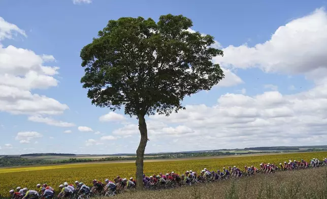 The pack rides past a field of sunflowers during the fourth stage of the Tour de France cycling race over 172.2 kilometers (107 miles) with start in Amiens and finish in Rouen, France, Tuesday, July 8, 2025. (AP Photo/Thibault Camus)
