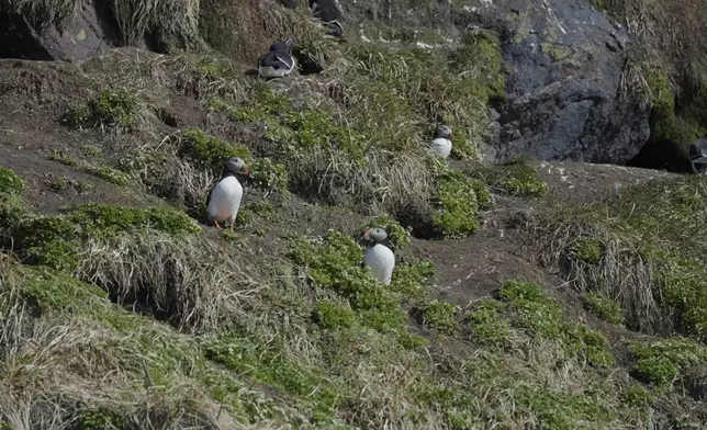 Puffins are seen during a puffin watching tour at sea near Nuuk, Greenland, Wednesday, June 18, 2025. (AP Photo/Kwiyeon Ha)