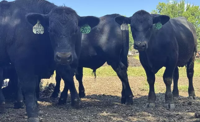 Bulls stare into the camera in Canton, Miss., Tuesday, July 22, 2025. (AP Photo/Sophie Bates)