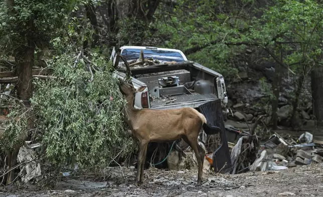 An elk feeds on vegetation washed downriver, as residents of the town of Ruidoso, New Mexico came back to their neighborhood to find what was left of their homes a day after major flooding washed away properties and Rv's along the Rio Ruidoso in Ruidoso, N.M., Wednesday, July 9, 2025. (AP Photo/Roberto E. Rosales)