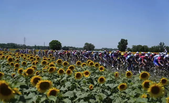 The pack rides past a field of sunflowers during the eleventh stage of the Tour de France cycling race over 156.8 kilometers (97.4 miles) with start and finish in Toulouse, France, Wednesday, July 16, 2025. (AP Photo/Mosa'ab Elshamy)
