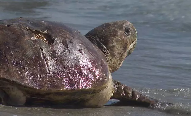 A loggerhead sea turtle named Pennywise is seen entering the ocean after its release in Juno Beach, Fla., Wednesday, July 30, 2025 (AP Photo/Cody Jackson)