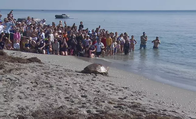 A loggerhead sea turtle named Pennywise is seen crawling towards the ocean as spectators watch its release in Juno Beach, Fla., Wednesday, July 30, 2025 (AP Photo/Cody Jackson)