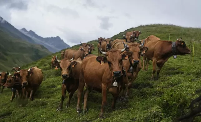 Cows are seen on Cormet de Roseland pass during the nineteenth stage of the Tour de France cycling race, which was shortened for an outbreak of a bovine disease, over 93.1 kilometers (57.85 miles) with start in Albertville and finish in La Plagne, France, Friday, July 25, 2025. (AP Photo/Mosa'ab Elshamy)