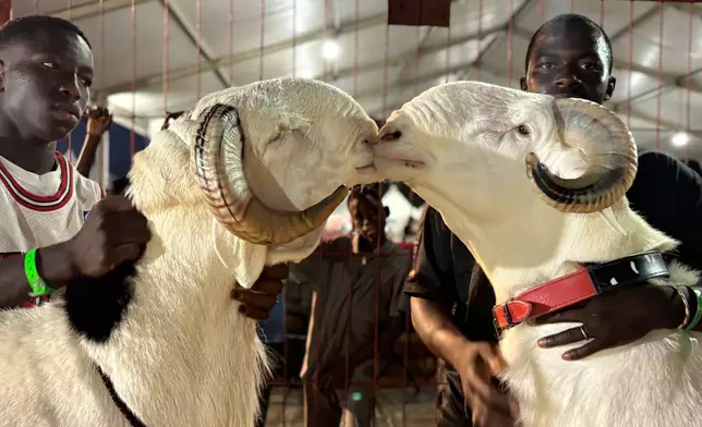 Prive, right, a 19-month-old Ladoum sheep, affectionately nuzzles another after winning the adult male Ladoum beauty pageant in Dakar, Senegal, Saturday, June 28, 2025. (AP Photo/Chinedu Asadu)