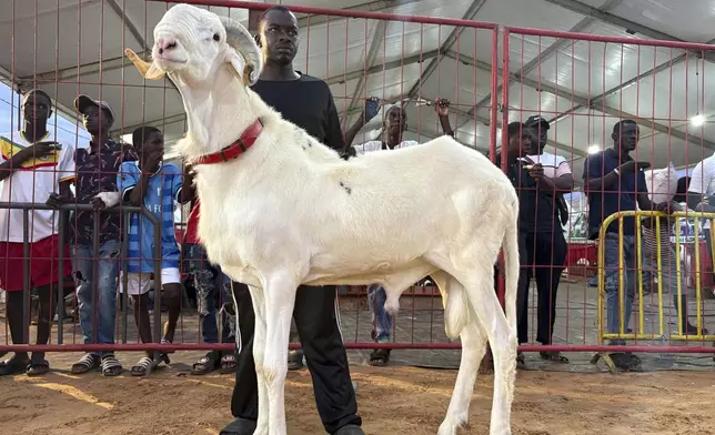 Prive, right, a 19-month-old Ladoum sheep, wins the adult male Ladoum beauty pageant in Dakar, Senegal, Saturday, June 28, 2025. (AP Photo/Chinedu Asadu