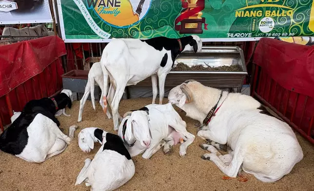 Ladoum sheep wait for judging in the yearly Ladoum beauty pageant in Dakar, Senegal, Saturday, June 28, 2025. (AP Photo/Chinedu Asadu)