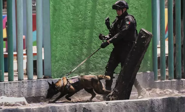 A K-9 police dog sniffs the ground at a park in Mexico City, Friday, April 11, 2025. (AP Photo/Marco Ugarte)