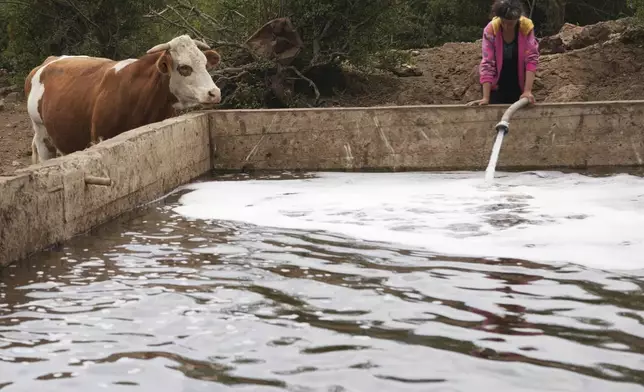 A cow came to drink as cowherd fill up the pond with water during a severe drought on a mountain Suva Planina, in southeast Serbia, Thursday, July 17, 2025. (AP Photo/Darko Vojinovic)