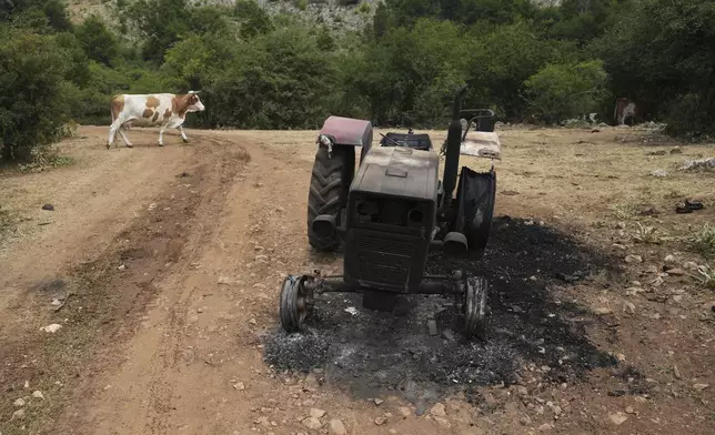 A cow heads down the mountain to seek water during a severe drought on a mountain Suva Planina, in southeast Serbia, Thursday, July 17, 2025. (AP Photo/Darko Vojinovic)