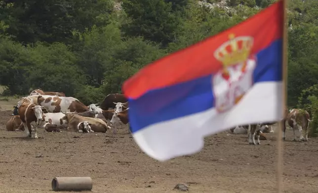 Hundreds of cows and horses rest on a cracked dry land during a severe drought on a mountain Suva Planina, in southeast Serbia, Thursday, July 17, 2025. (AP Photo/Darko Vojinovic)