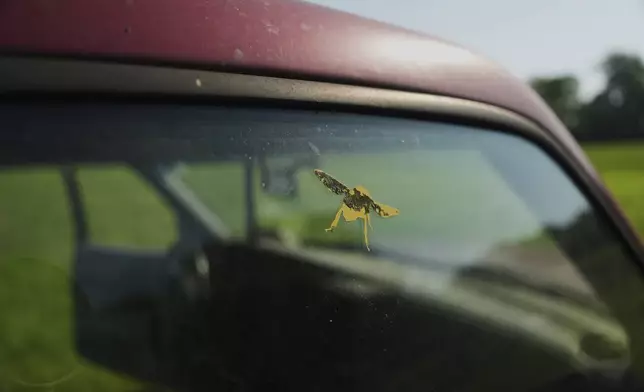 A bee-shaped sticker sits on a truck window Tuesday, June 24, 2025, in Williamsport, Ohio. (AP Photo/Joshua A. Bickel)