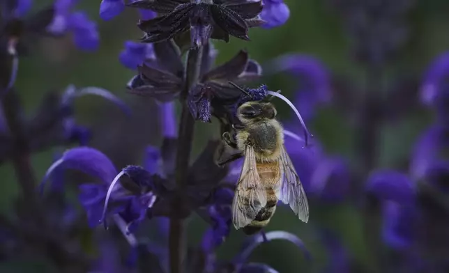 A honeybee feeds on blue sage Tuesday, June 17, 2025, at Black Swamp Preserve in Bowling Green, Ohio. (AP Photo/Joshua A. Bickel)