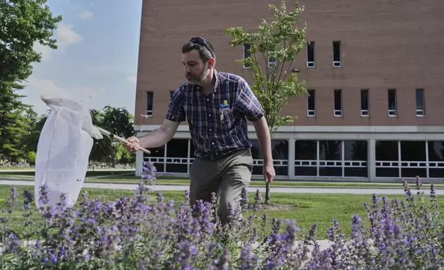 Kevin McCluney, a biology professor, looks for bees to collect Tuesday, June 17, 2025, at Bowling Green State University in Bowling Green, Ohio. (AP Photo/Joshua A. Bickel)