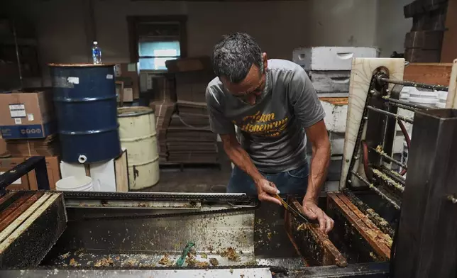 An employee scrapes raw honey off of a honeycomb while working Tuesday, June 24, 2025, at Honeyrun Farm in Williamsport, Ohio. (AP Photo/Joshua A. Bickel)