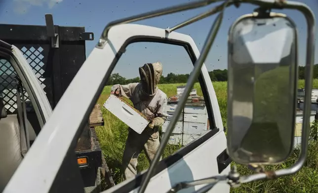 Isaac Barnes places a full honeycomb onto the back of his truck Tuesday, June 24, 2025, in Williamsport, Ohio. (AP Photo/Joshua A. Bickel)