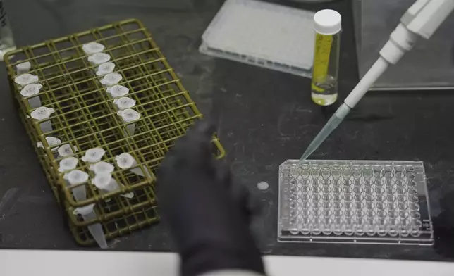 Reese Jackson places a sample used to measure the hydration levels in bees in a tray Tuesday, June 17, 2025, at Bowling Green State University in Bowling Green, Ohio. (AP Photo/Joshua A. Bickel)