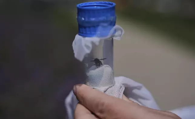 Reese Jackson holds a leafcutter bee inside of a collection vial Tuesday, June 17, 2025, at Bowling Greene State University in Bowling Green, Ohio. (AP Photo/Joshua A. Bickel)
