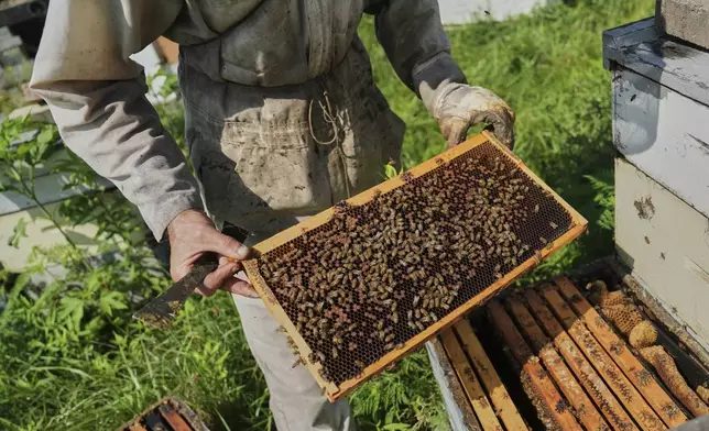 Isaac Barnes inspects a honeycomb from one of his honeybee hives Tuesday, June 24, 2025, in Williamsport, Ohio. (AP Photo/Joshua A. Bickel)