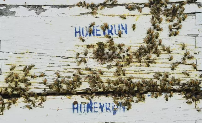 Honeybees gather on the outside of their hive Tuesday, June 24, 2025, in Williamsport, Ohio. (AP Photo/Joshua A. Bickel)