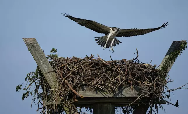 A young osprey returns to its nest on the Lynnhaven River, June 30, 2025, in Virginia Beach, Va. (AP Photo/Stephanie Scarbrough)