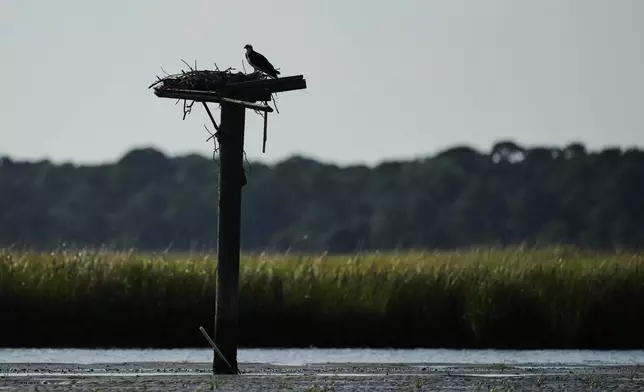 An osprey is silhouetted as it perches atop a nest on the Lynnhaven River, June 30, 2025, in Virgina Beach, Va. (AP Photo/Stephanie Scarbrough)