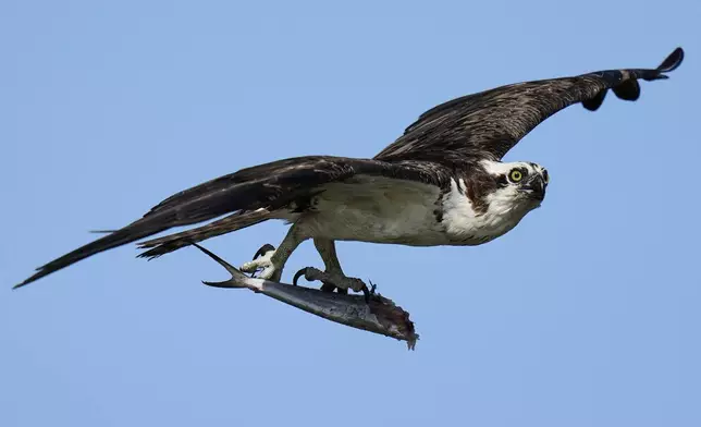 An osprey flies with a half-eaten fish in its talons above the Lynnhaven River, June 30, 2025, in Virginia Beach, Va. (AP Photo/Stephanie Scarbrough)