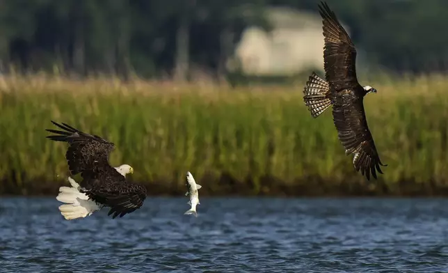 A bald eagle, left, steals a fish from an osprey before it could feed above the Lynnhaven River, June 30, 2025, in Virginia Beach, Va. (AP Photo/Stephanie Scarbrough)