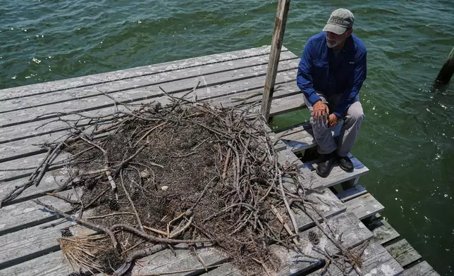Brian Watts, research professor and director of the Center for Conservation Biology at The College of William &amp; Mary, looks over at failed osprey nest atop a wooden duck blind on the Lower York River, June 30, 2025, in Gloucester Point, Va. (AP Photo/Stephanie Scarbrough)