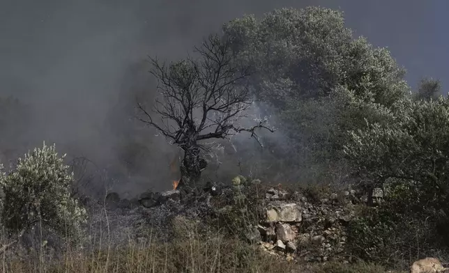 An olive tree smolders after burned in a Palestinian village near the West Bank town of Sinjil, Friday, July 11, 2025. (AP Photo/Maya Alleruzzo)