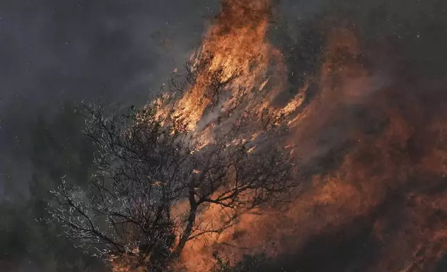 An olive tree burns in a Palestinian village near the West Bank town of Sinjil, Friday, July 11, 2025. (AP Photo/Maya Alleruzzo)