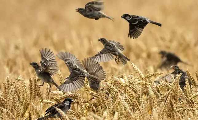 Starlings pick corn from a corn field in Wehrheim near Frankfurt, Germany, Tuesday, July 15, 2025. (AP Photo/Michael Probst)