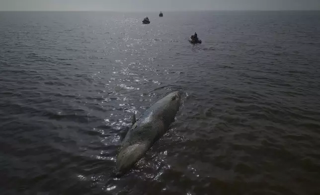 Coastal police tow a dead whale off the shore of Buenos Aires, Argentina, Tuesday, July 15, 2025. (AP Photo/Victor R. Caivano)