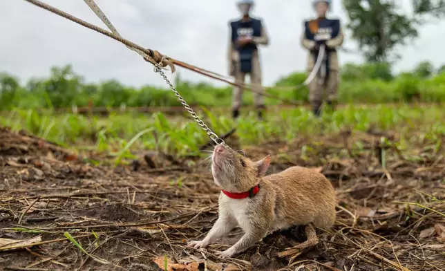 A mine detection rat with the humanitarian demining organization APOPO works in a landmine field in Siem Reap, Cambodia, Wednesday, June 11, 2025. (AP Photo/Anton L. Delgado)