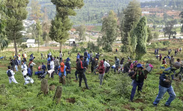 Participants plant local green plants in a park as part of Ethiopia's Green Legacy Initiative, which aims to plant 7.5 billion trees by the end of the year, at Jifara Ber site, Addis Ababa, Ethiopia, Thursday, July 31, 2025. (AP Photo/Amanuel Birhane)