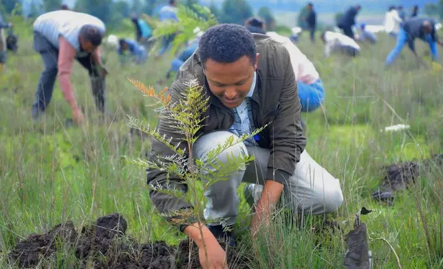 A participant plants local green plants in a park as part of Ethiopia's Green Legacy Initiative, which aims to plant 7.5 billion trees by the end of the year, at Jifara Ber site, Addis Ababa, Ethiopia, Thursday, July 31, 2025. (AP Photo/Amanuel Birhane)