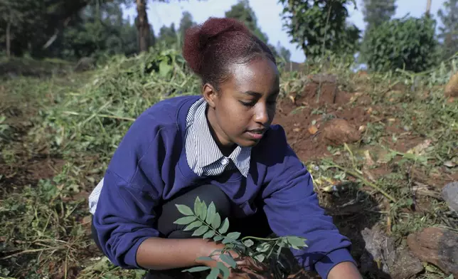 A participant plants local green plants in a park as part of Ethiopia's Green Legacy Initiative, which aims to plant 7.5 billion trees by the end of the year, at Jifara Ber site, Addis Ababa, Ethiopia, Thursday, July 31, 2025. (AP Photo/Amanuel Birhane)