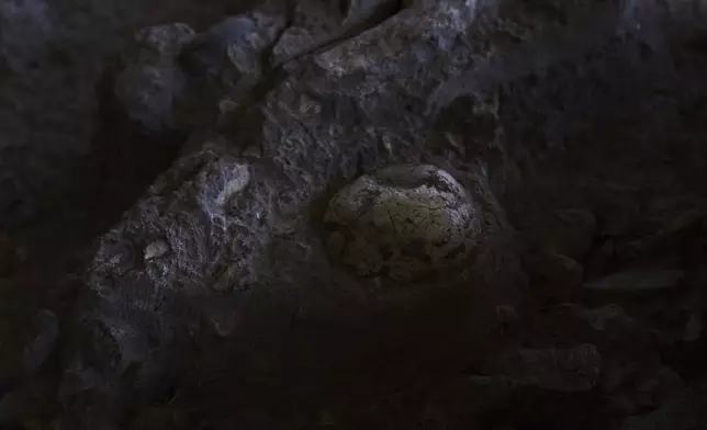 Early human remains are seen in Tinshemet Cave, where archaeologists are excavating one of the world's oldest known burial sites, dating back 100,000 years, near Shoam, Israel, Tuesday, July 15, 2025. (AP Photo/Ariel Schalit)