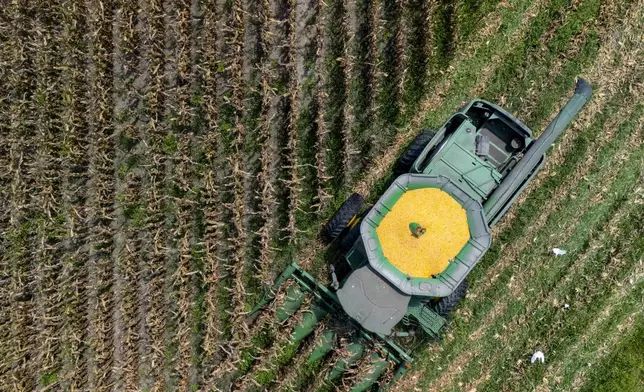 A farmer harvests seed corn in temperatures over 100 degree heat, (37 C) Tuesday, July 29, 2025 near Albany, Ga. (AP Photo/Mike Stewart)