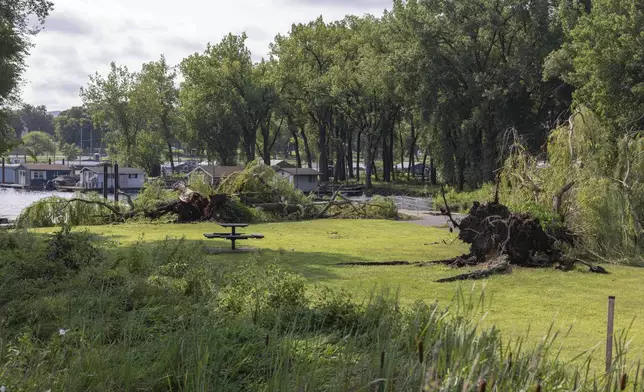 Two large trees are uprooted at Veterans Freedom Park after a storm with extreme winds in La Crosse, Wis., Tuesday, July 29, 2025. (Saskia Hatvany/La Crosse Tribune via AP)