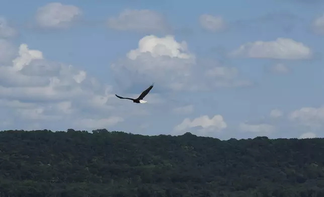 A bald eagle flies over the Mississippi River toward Wisconsin from Lake City, Minn., prime territory for the newly official U.S. national bird, on Wednesday, July 9, 2025. (AP Photo/Giovanna Dell'Orto)