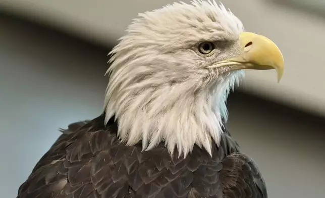 Angel, a 26-year-old bald eagle from Wisconsin that was too gravely injured to be returned to the wild, serves as "ambassador" to visitors at the National Eagle Center in Wabasha, Minn., on Wednesday, July 9, 2025. (AP Photo/Mark Vancleave)